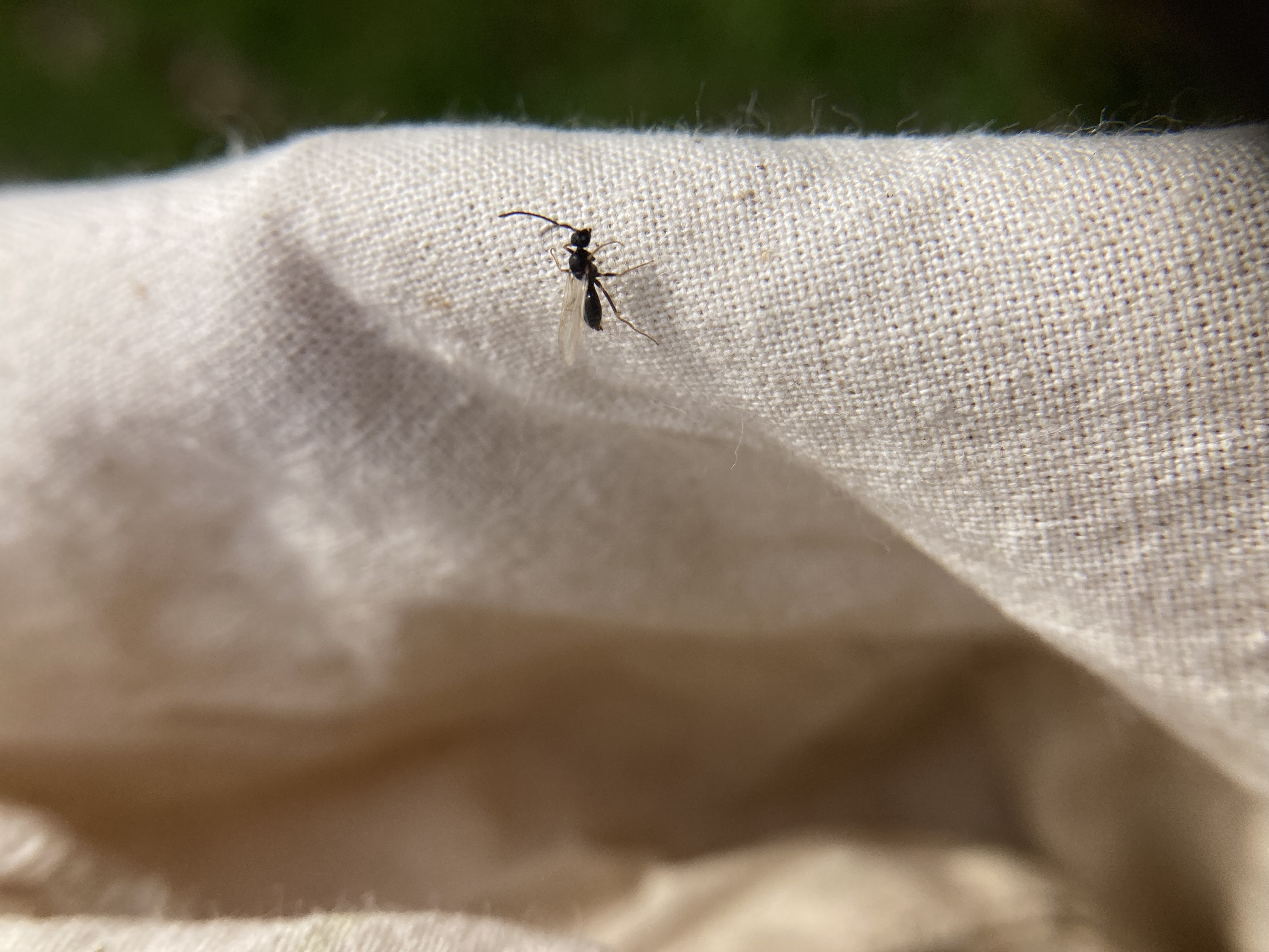 Parasitoid alfalfa.jpg